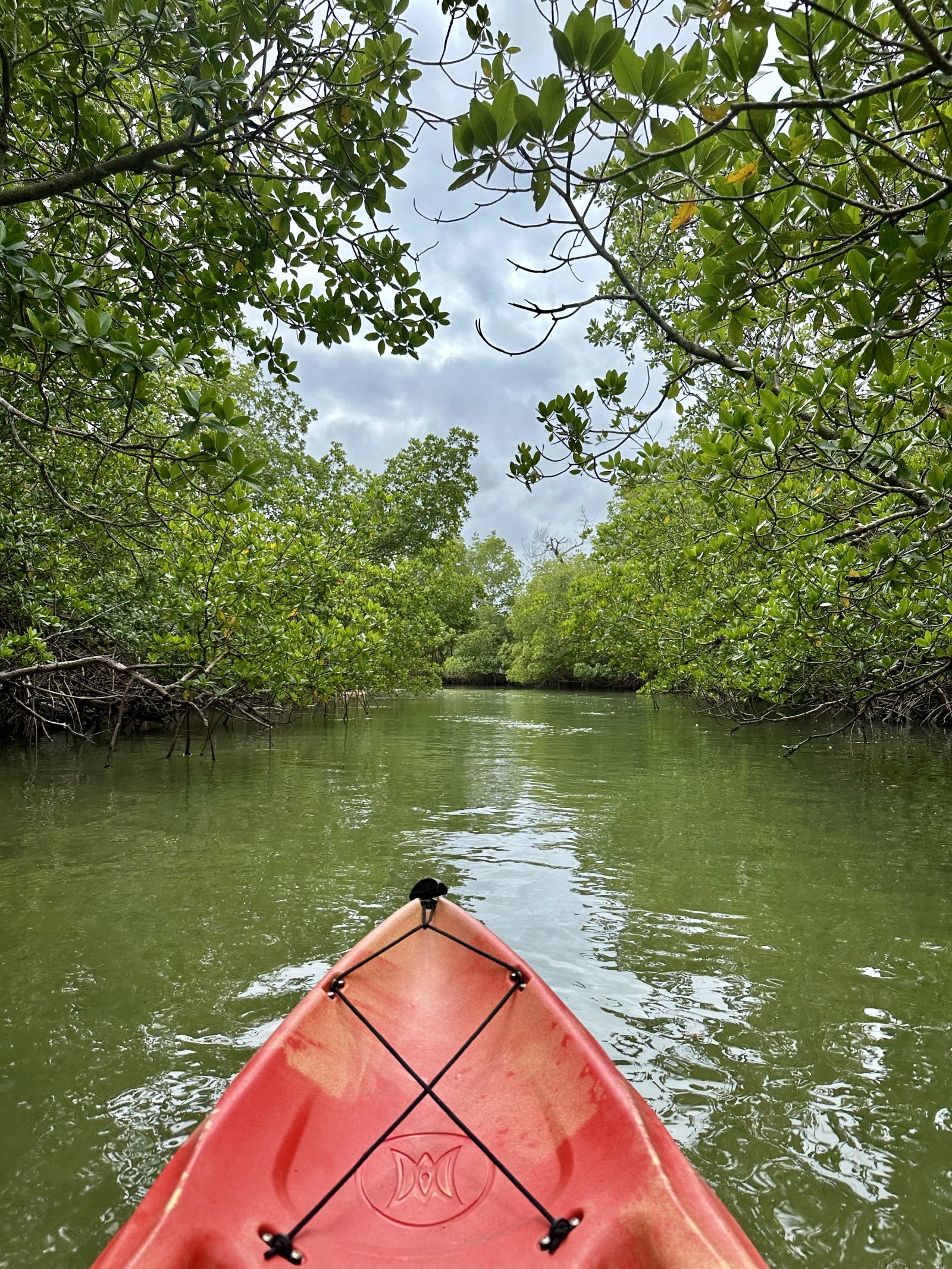In the mangroves