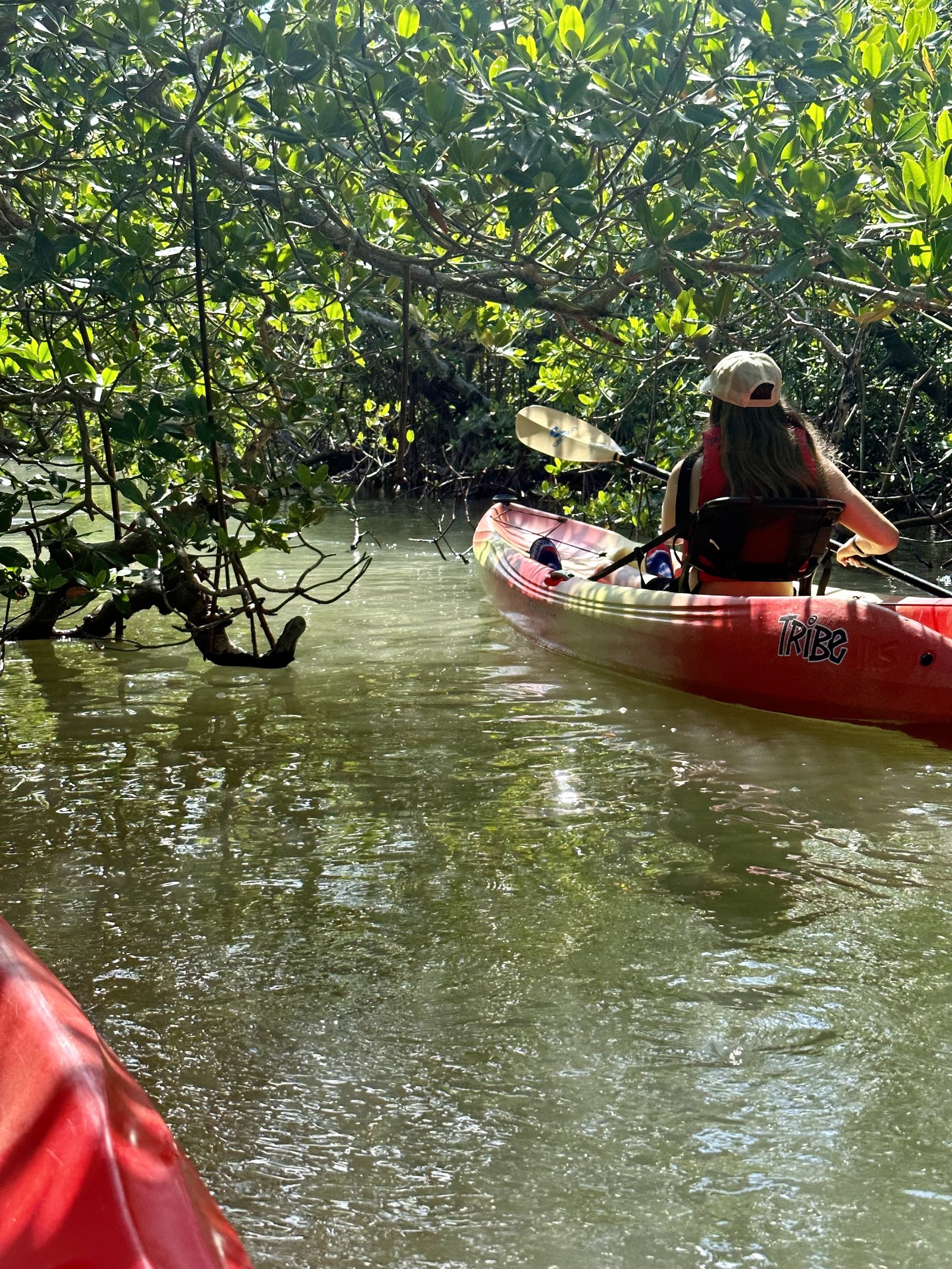 Sneaking around the mangrove tunnel